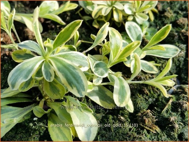 Arabis ferdinandi-coburgii 'Old Gold' | Randjesbloem