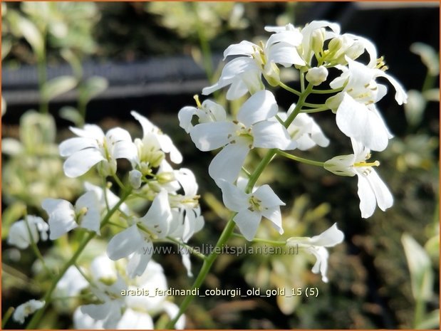 Arabis ferdinandi-coburgii 'Old Gold' | Randjesbloem