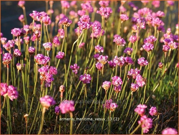 Armeria maritima 'Vesuv' | Engels gras