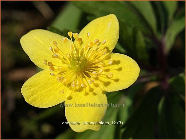 Anemone ranunculoides | Gele Anemoon