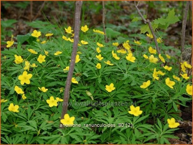 Anemone ranunculoides | Gele Anemoon