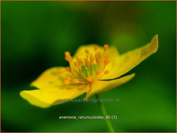 Anemone ranunculoides | Gele Anemoon