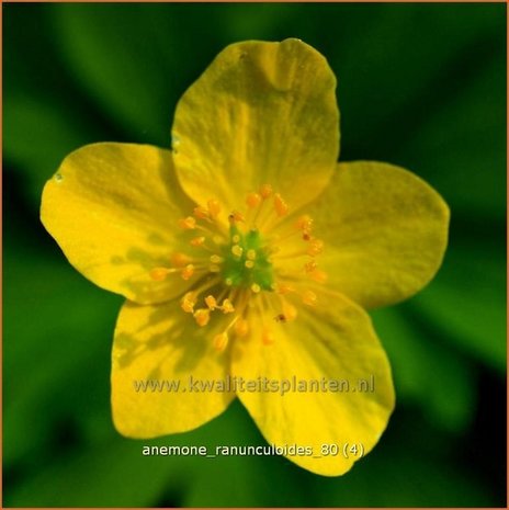 Anemone ranunculoides | Gele Anemoon