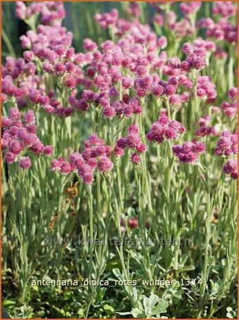 Antennaria dioica 'Rotes Wunder' | Rozenkransje