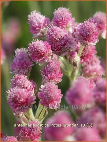 Antennaria dioica 'Rotes Wunder' | Rozenkransje