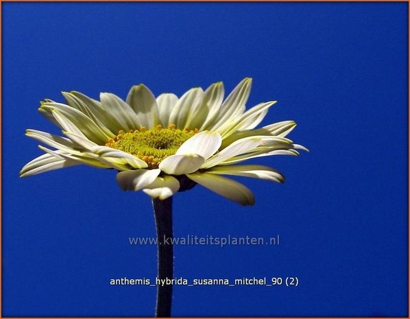 Anthemis hybrida 'Susanna Mitchel' | Kamille, Roomse kamille
