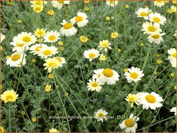 Anthemis hybrida 'Susanna Mitchel' | Kamille, Roomse kamille