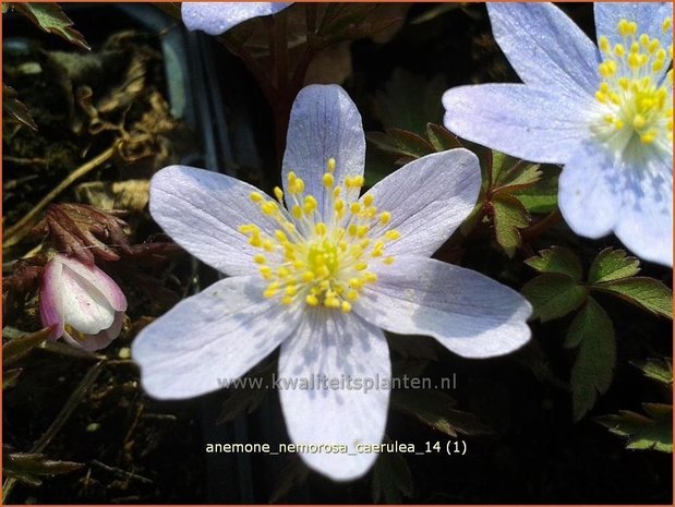 Anemone nemorosa 'Caerulea' | Bosanemoon