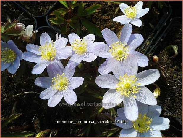 Anemone nemorosa 'Caerulea' | Bosanemoon