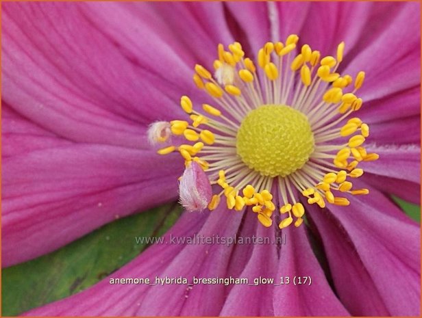 Anemone hybrida 'Bressingham Glow' | Anemoon, Herfstanemoon, Japanse anemoon