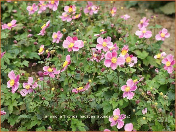 Anemone hybrida 'Hadspen Abundance' | Anemoon, Herfstanemoon, Japanse anemoon
