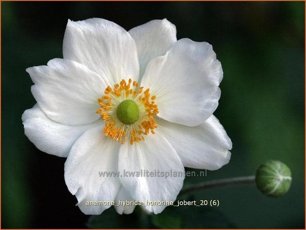 Anemone hybrida 'Honorine Jobert' | Herfstanemoon, Japanse anemoon, Anemoon | Herbstanemone