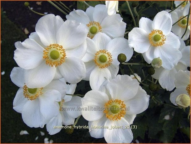 Anemone hybrida 'Honorine Jobert' | Anemoon, Herfstanemoon, Japanse anemoon