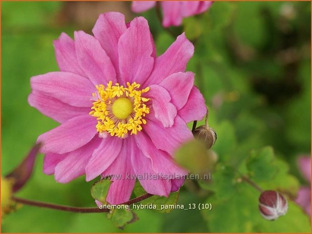 Anemone hybrida &#39;Pamina&#39; | Herfstanemoon, Japanse anemoon, Anemoon | Herbstanemone