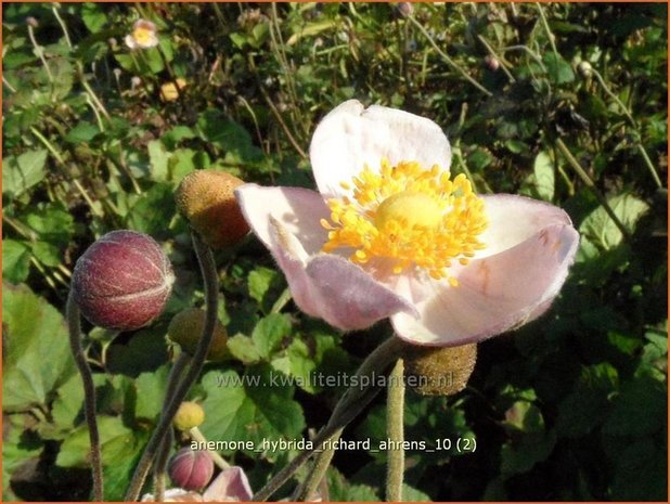 Anemone hybrida 'Richard Ahrens' | Anemoon, Herfstanemoon, Japanse anemoon