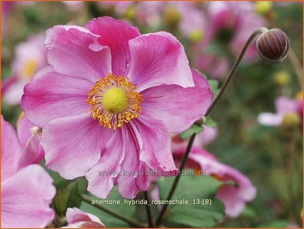Anemone hybrida 'Rosenschale' | Anemoon, Herfstanemoon, Japanse anemoon