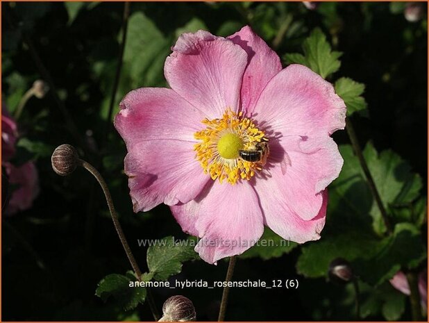 Anemone hybrida 'Rosenschale' | Anemoon, Herfstanemoon, Japanse anemoon