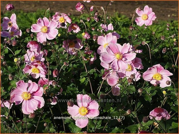 Anemone hybrida 'Rosenschale' | Anemoon, Herfstanemoon, Japanse anemoon