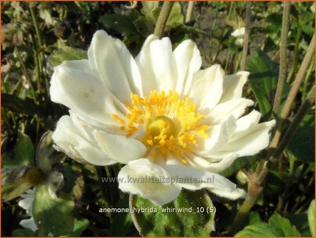 Anemone hybrida 'Whirlwind' | Anemoon, Herfstanemoon, Japanse anemoon