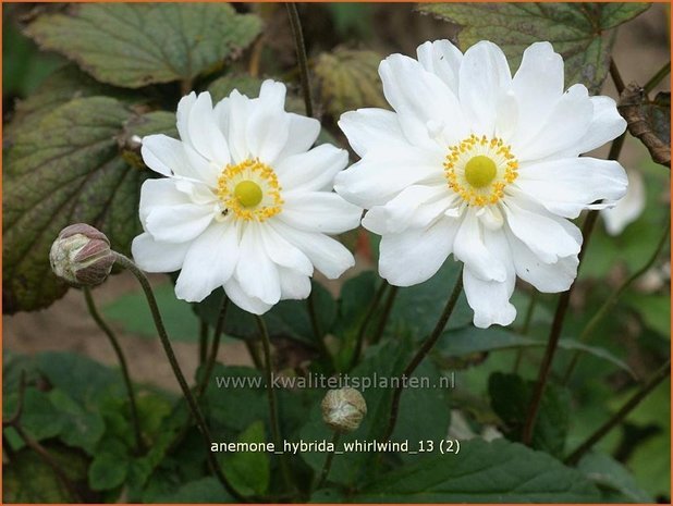 Anemone hybrida 'Whirlwind' | Anemoon, Herfstanemoon, Japanse anemoon