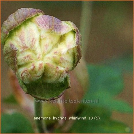 Anemone hybrida 'Whirlwind' | Anemoon, Herfstanemoon, Japanse anemoon