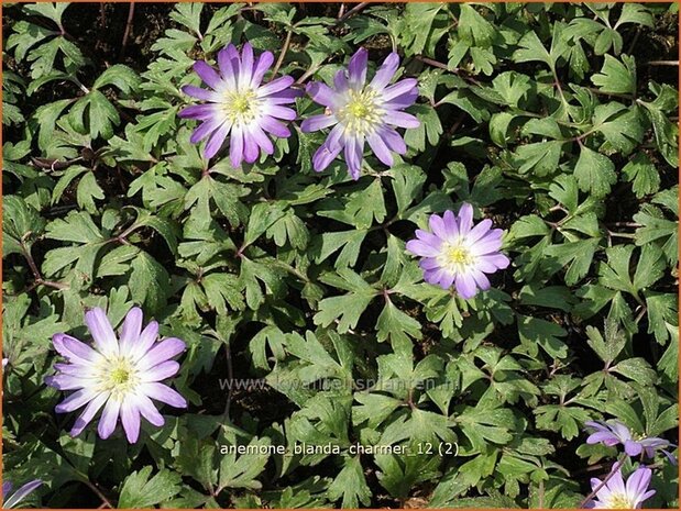 Anemone blanda 'Charmer' | Oosterse anemoon