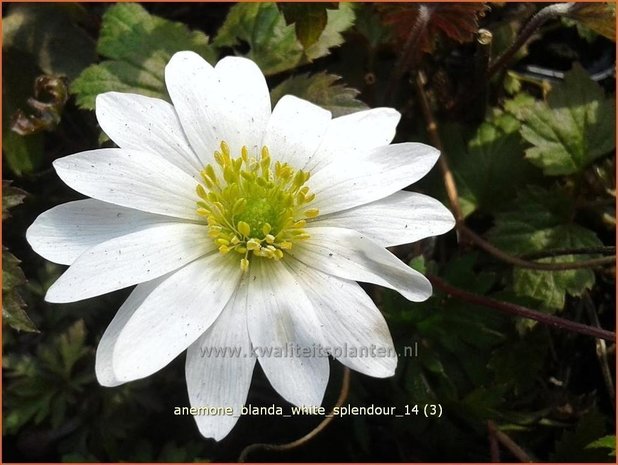 Anemone blanda 'White Splendour' | Oosterse anemoon