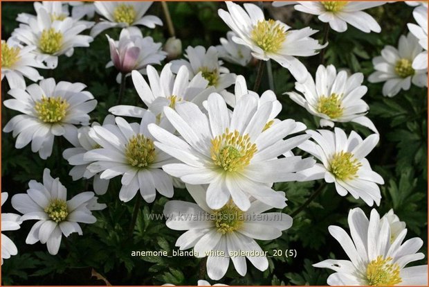 Anemone blanda 'White Splendour' | Oosterse anemoon