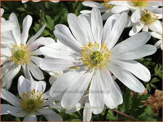 Anemone blanda 'White Splendour' | Oosterse anemoon