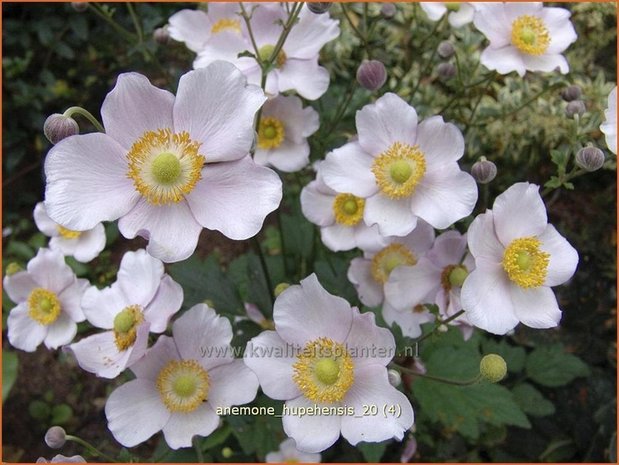 Anemone hupehensis | Herfstanemoon, Japanse anemoon, Chinese herfstanemoon, Anemoon | Herbstanemone | Japanese Anemone