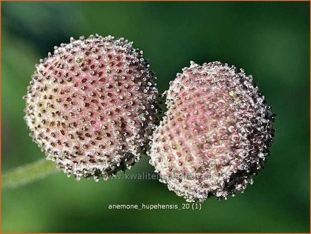 Anemone hupehensis | Anemoon, Herfstanemoon, Japanse anemoon