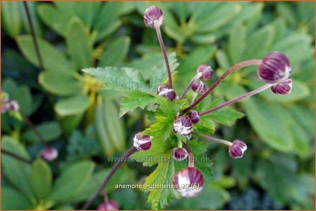 Anemone hupehensis | Anemoon, Herfstanemoon, Japanse anemoon