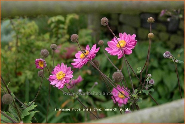 Anemone hupehensis 'Prinz Heinrich' | Anemoon, Herfstanemoon, Japanse anemoon