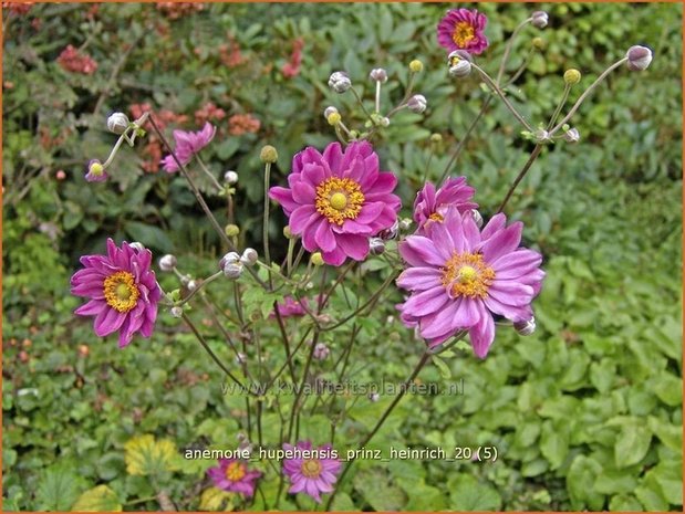 Anemone hupehensis 'Prinz Heinrich' | Anemoon, Herfstanemoon, Japanse anemoon