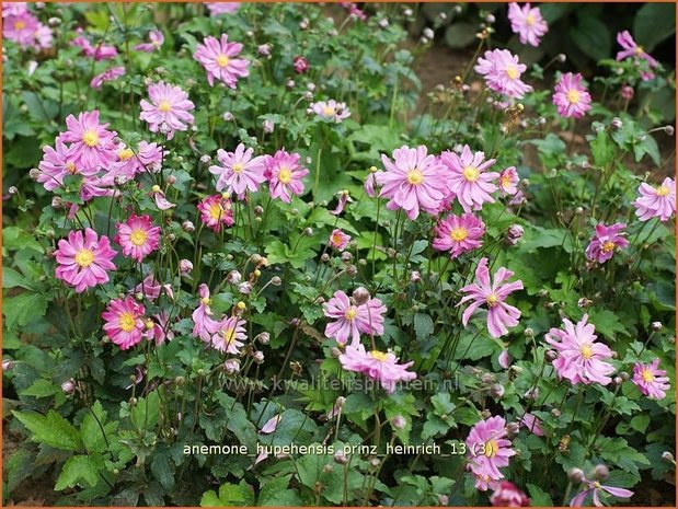 Anemone hupehensis 'Prinz Heinrich' | Anemoon, Herfstanemoon, Japanse anemoon