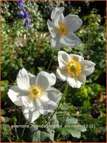 Anemone hybrida 'Andrea Atkinson' | Anemoon, Herfstanemoon, Japanse anemoon