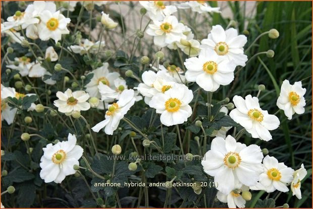 Anemone hybrida 'Andrea Atkinson' | Anemoon, Herfstanemoon, Japanse anemoon