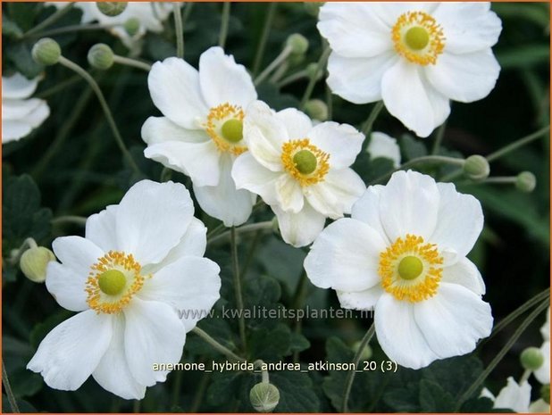 Anemone hybrida 'Andrea Atkinson' | Anemoon, Herfstanemoon, Japanse anemoon