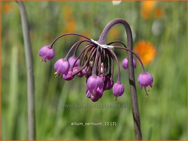 Allium cernuum | Sierui, Look