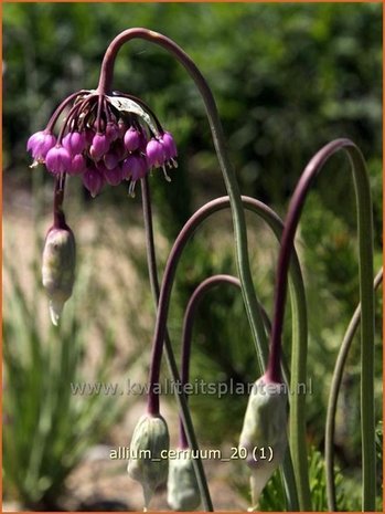 Allium cernuum | Sierui, Look