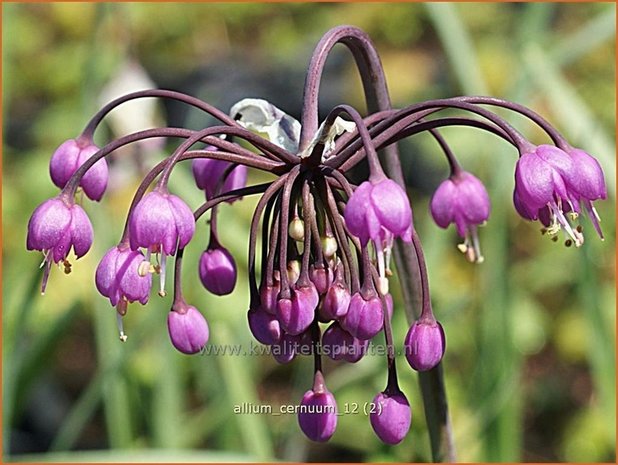 Allium cernuum | Sierui, Look