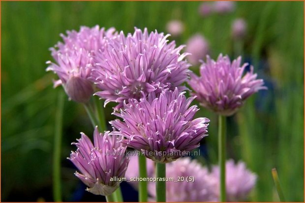 Allium schoenoprasum | Bieslook