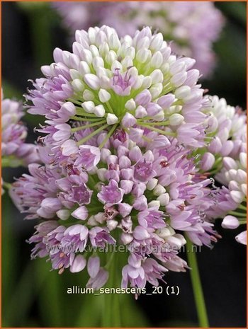 Allium senescens | Sierui, Look