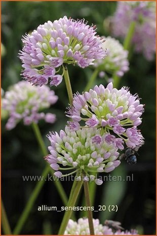 Allium senescens | Sierui, Look