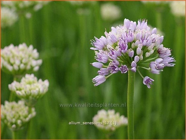 Allium senescens | Sierui, Look