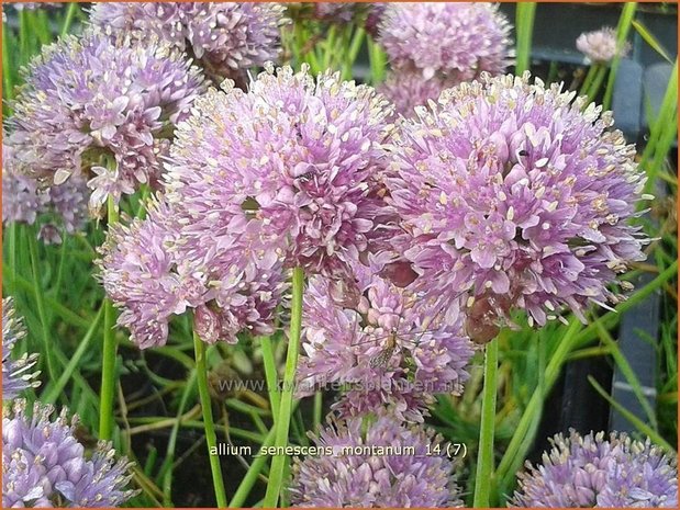 Allium senescens montanum | Sierui, Look