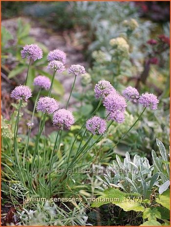 Allium senescens montanum | Sierui, Look