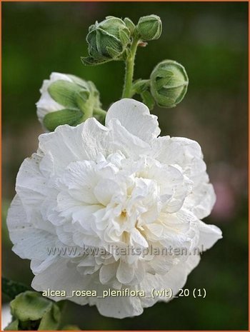 Alcea rosea 'Pleniflora' (wit) | Stokroos