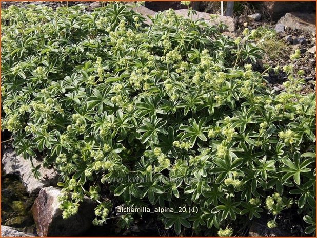 Alchemilla alpina | Vrouwenmantel