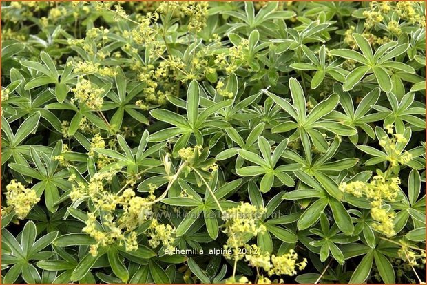 Alchemilla alpina | Vrouwenmantel